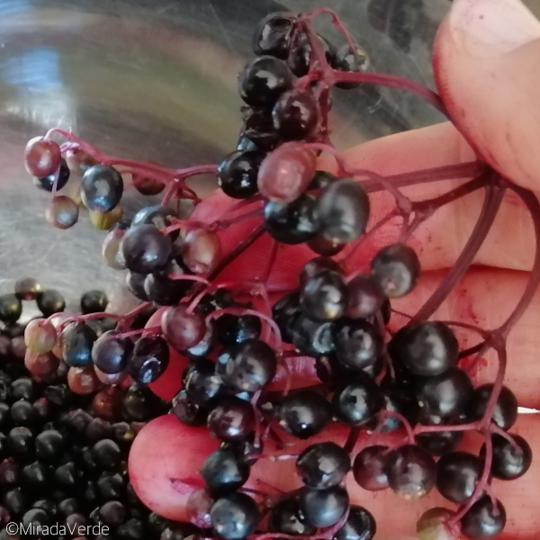 Holunderbeeren abrebeln