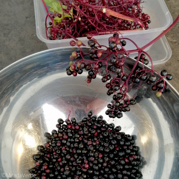 Holunderbeeren abrebeln