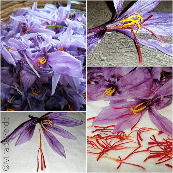 Safran (Crocus sativus) ist eine ausdauernde, mehrjährige Pflanze aus der Familie der Schwertliliengewächse