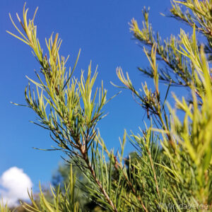 Teebaum Zweige