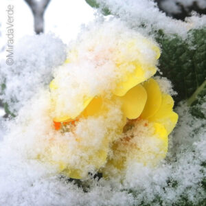 Gelbe Primel von Schnee bedeckt