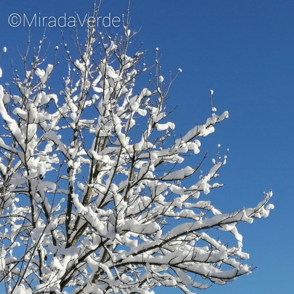 Verschneite Baumkrone vor blauem Himmel / Winterlandschaft