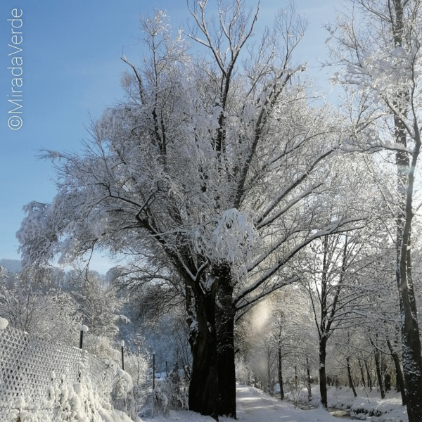 Verschneiter Baum entlang eines Weges mit blauem Himmel