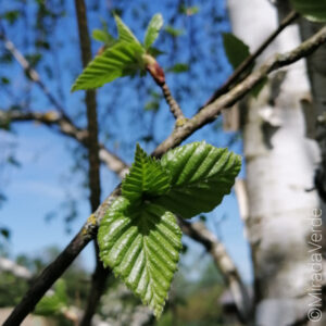 Birke im Frühling; junge Blätter