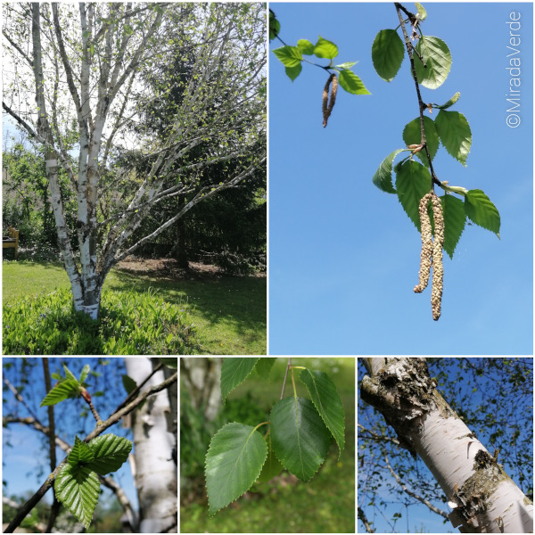Birke in 5 Bildern. Ganzer Baum, Kätzchen, Junge und ältere Blätter, Stamm/Borke