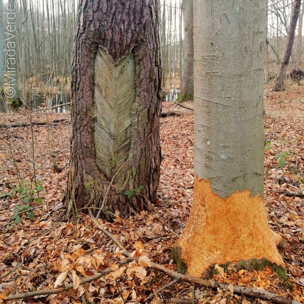 Choriner Wald: Bäume verletzt durch Harzgewinnung bzw. Biberverbiss