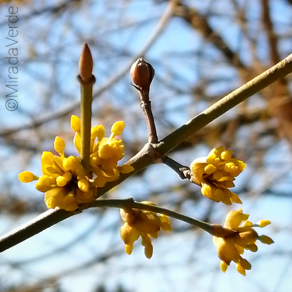 Kornelkirsche Blüte im Frühling gelb