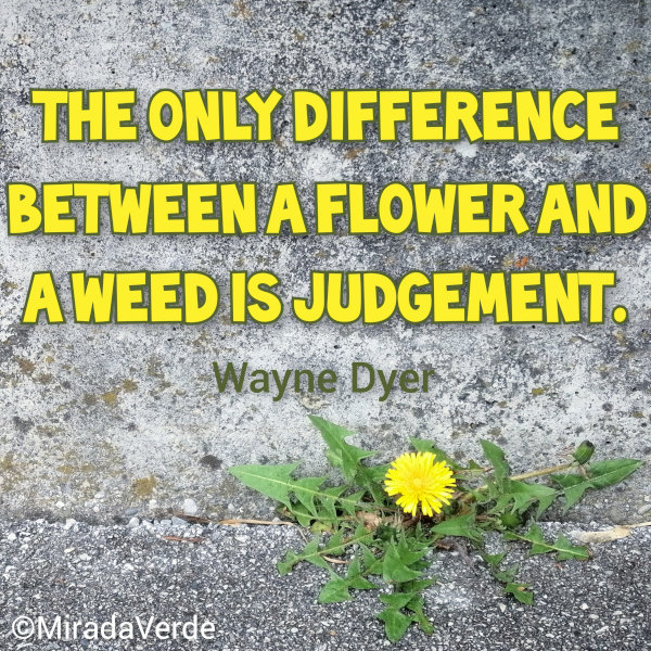 The only difference between a flower and a weed is judgement. Wayne Dyer. Löwenzahn durch Beton.