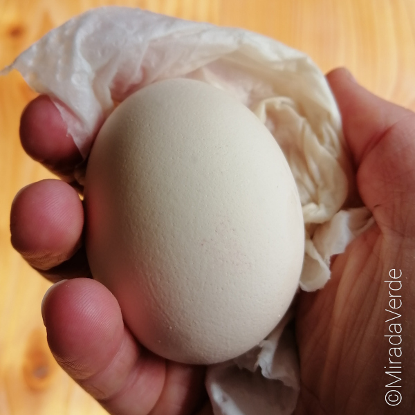 Gekochtes Ei mit Essig einreiben