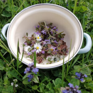 Gänseblümchen und Gundelrebe sammeln