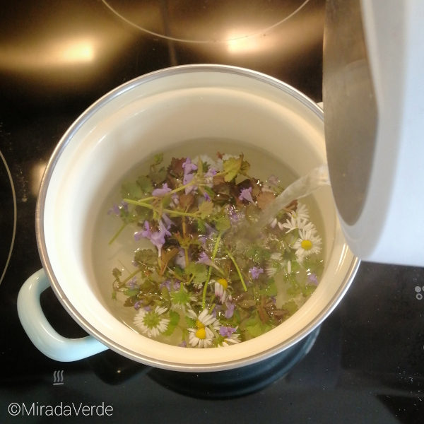Tee aus Gänseblümchen und Gundelrebe herstellen