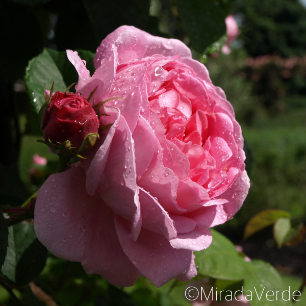 Rose, rosa Blüte mit Blütenknospe, nach Regen, Kew Garden