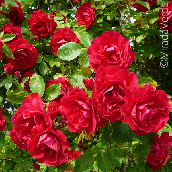 Rote Rambler-Rose. Kletterrose