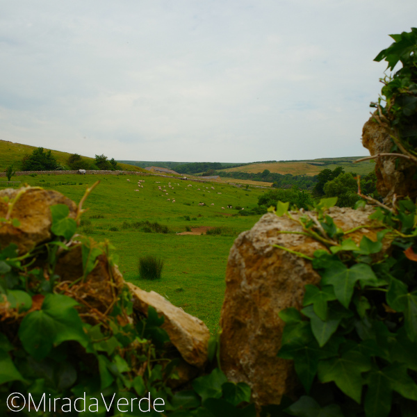 Abbotsbury, England. Efeubewachsene Steinmauern, grasende Schafe