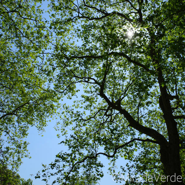 Schattenspende Bäume im Hyde Park, London