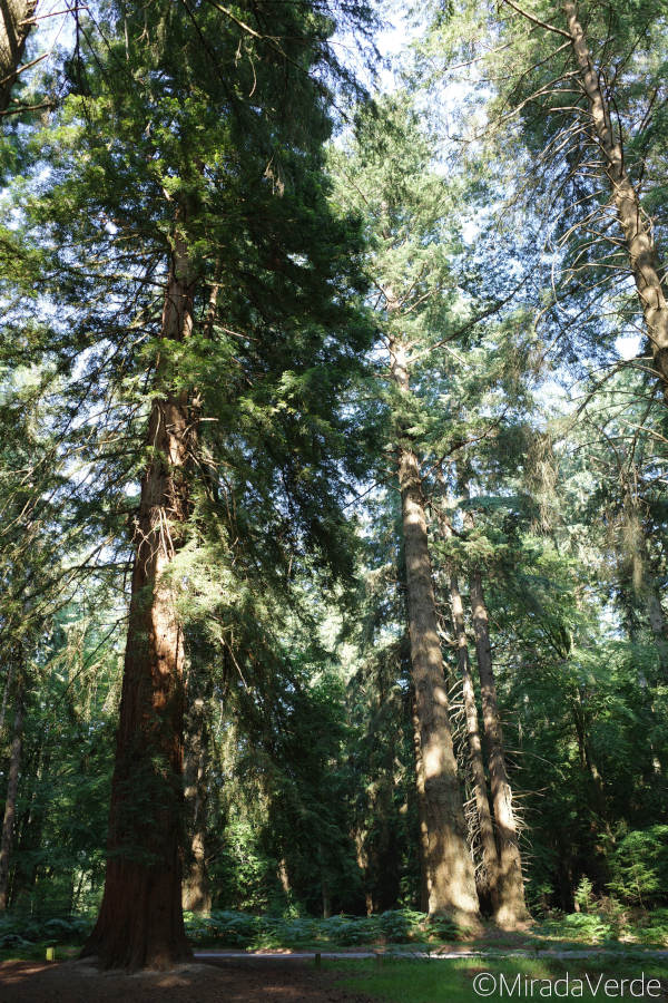 Coast Redwood. Küstenmammutbaum. Tall Trees Trail, New Forest, England.