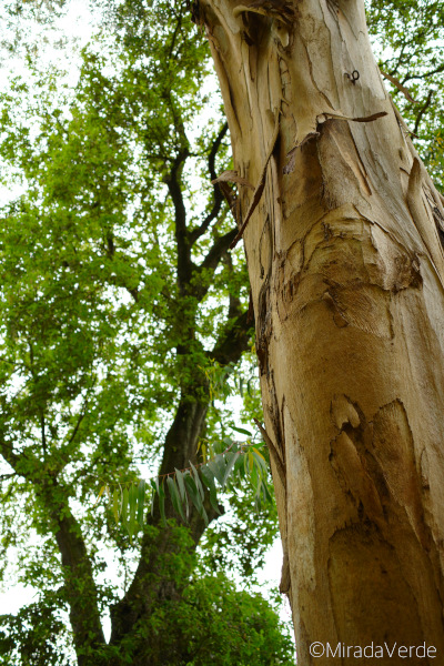 Eucalyptus nitens. Abbotsbury Subtropical Gardens