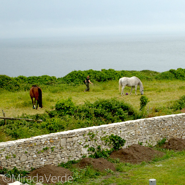 Horses, coast. Isle of Portland, Dorset, England