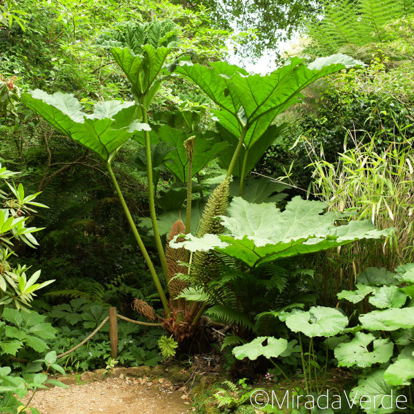Mammutblatt. Abbotsbury Subtropical Gardens.
