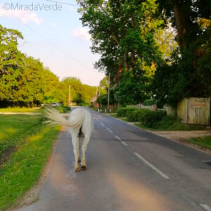 New Forest Pony on the street. Brockenhurst