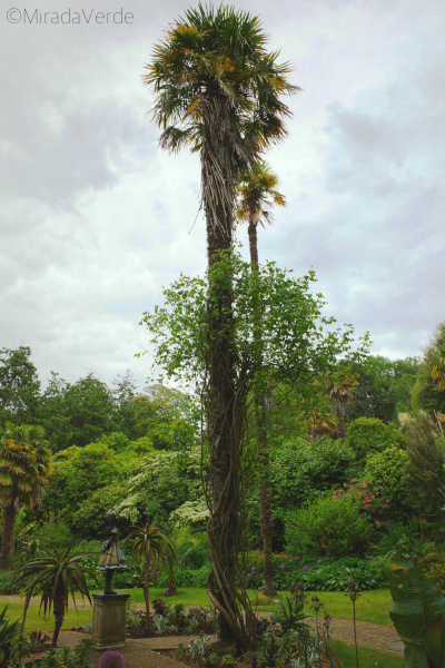 Palme neben Alice im Wunderland, Abbotsbury Subtropical Gardens