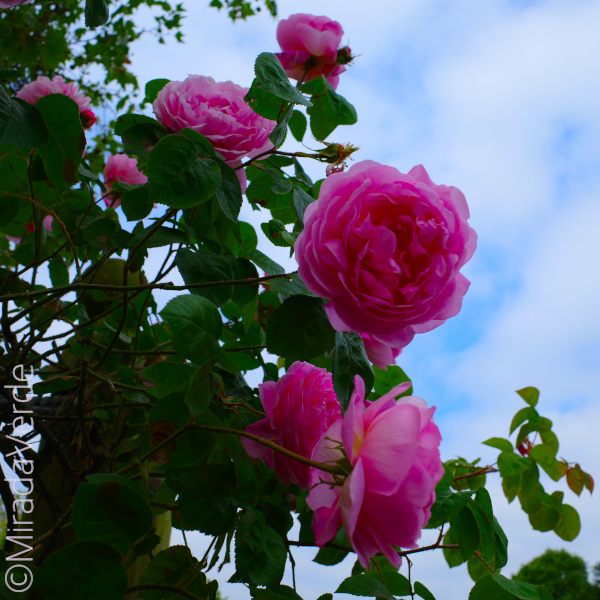 Rosengarten, Hyde Park, London. Rosa Rose