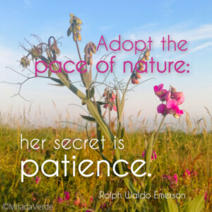 “Adopt the pace of nature: her secret is patience.” Ralph Waldo Emerson