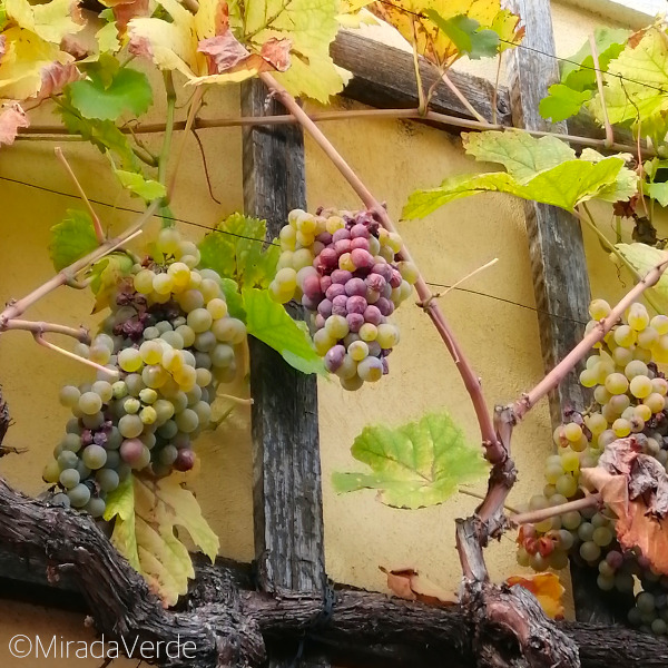 Weintrauben an Hausmauer
