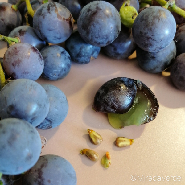 Weintrauben blau, Kerne
