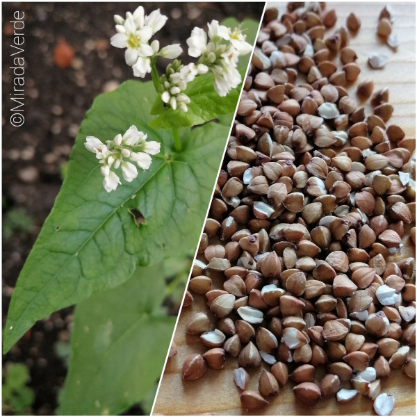 Buchweizen. Blühende Pflanze und küchenfertige Samen