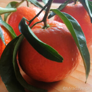 Clementine Frucht mit Blatt