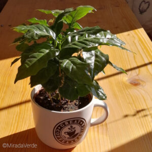 Kaffee, Pflanze, Zimmerpflanze, Zierpflanze