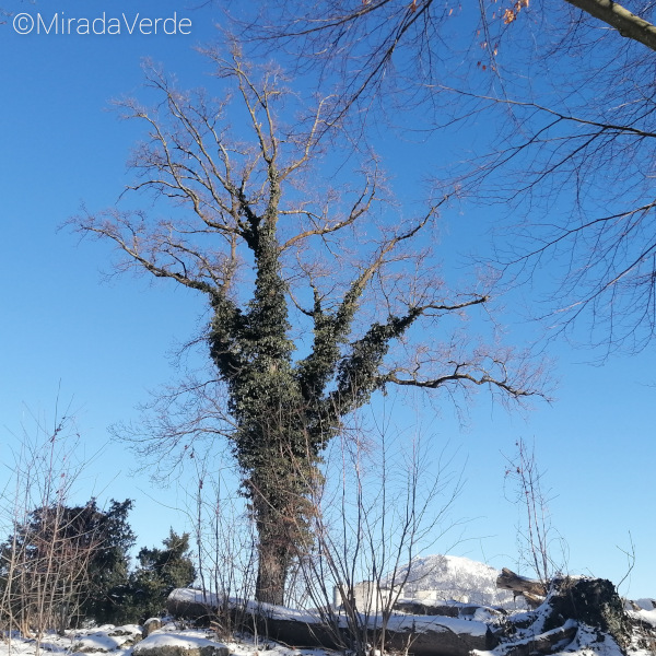 Efeu Baum Winter