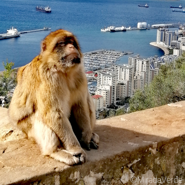 Affe Gibraltar über Hafen