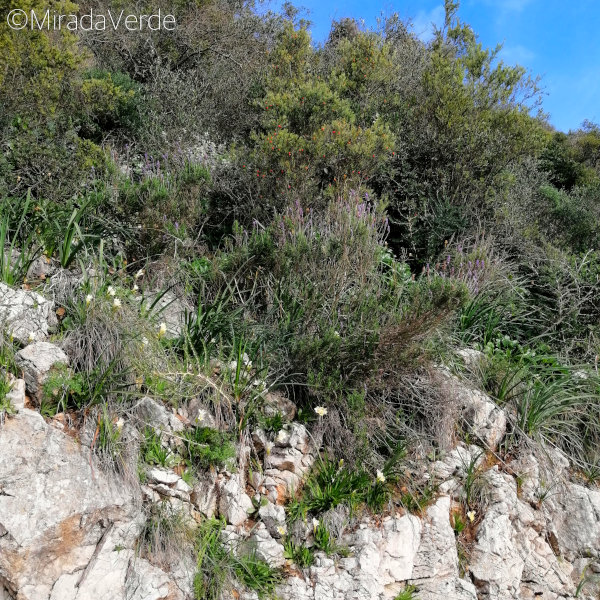 Naturreservat Gibraltar