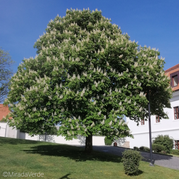 Kastanienbaum in Blüte