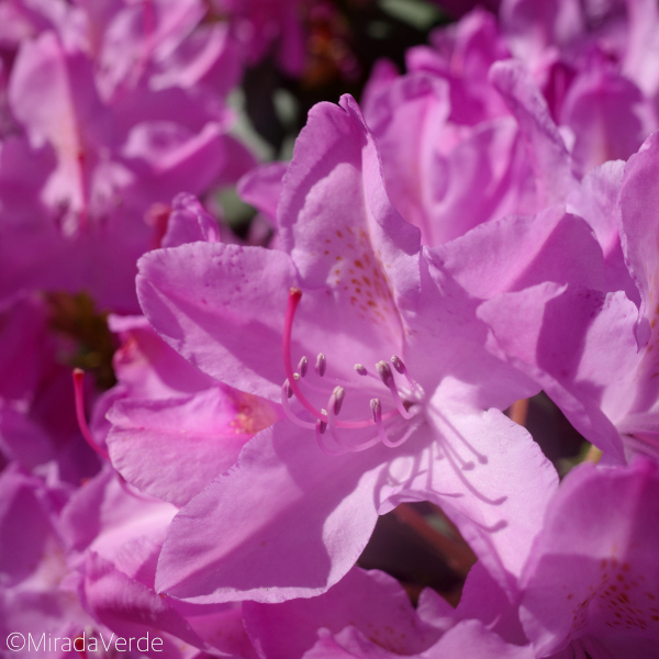 Rhododendron lila