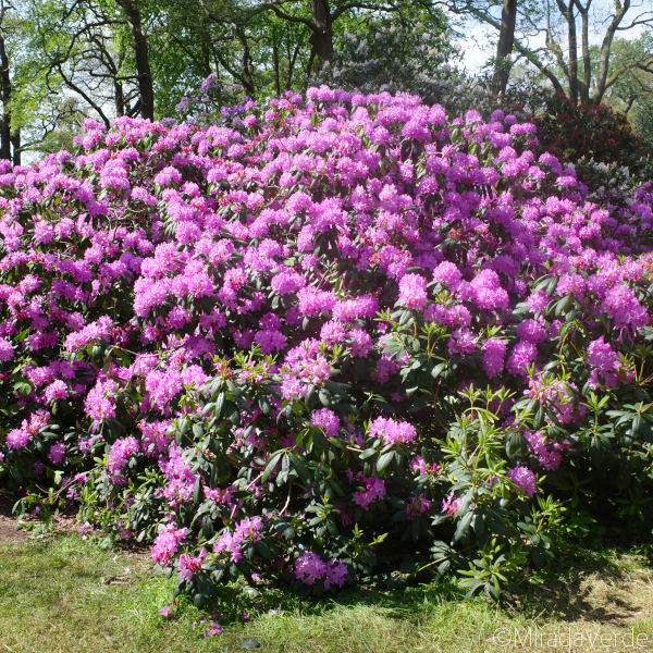 Richmond Park. isabella Plantation. Rhododendron Lila