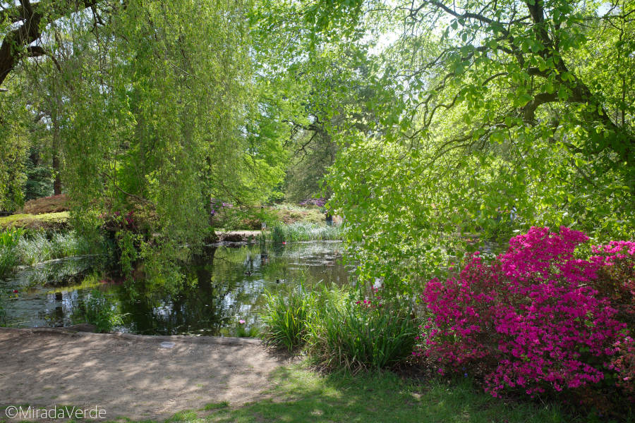 Thomson's Pond at Isabella Plantation in Richmond Park.