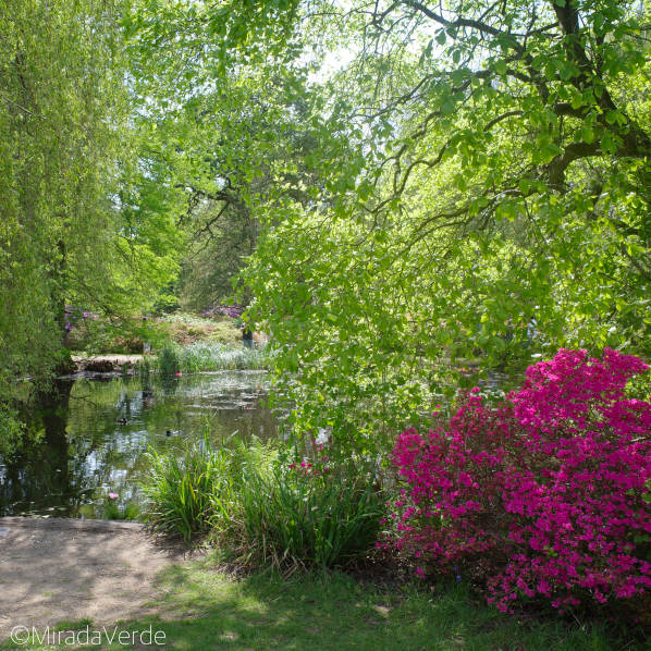 Richmond Thomson's Pond green pink
