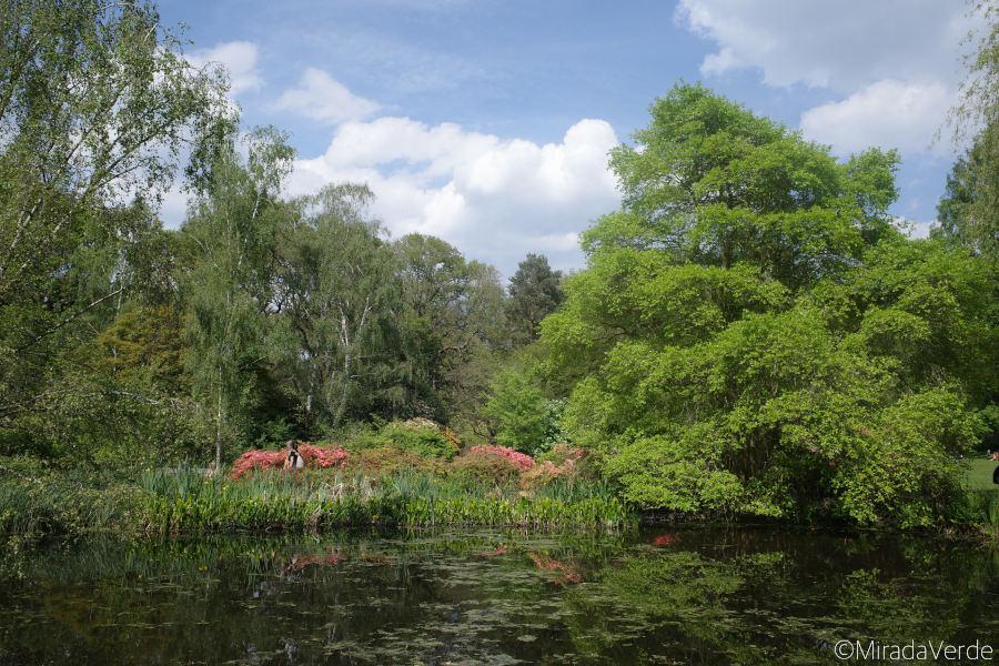 Richmond Park. Isabella Plantation. Thomson's Pond