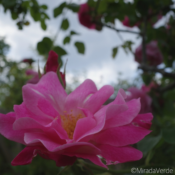 Rose in Pembroke Lodge Gardens