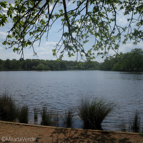 Pen Ponds Richmond Park