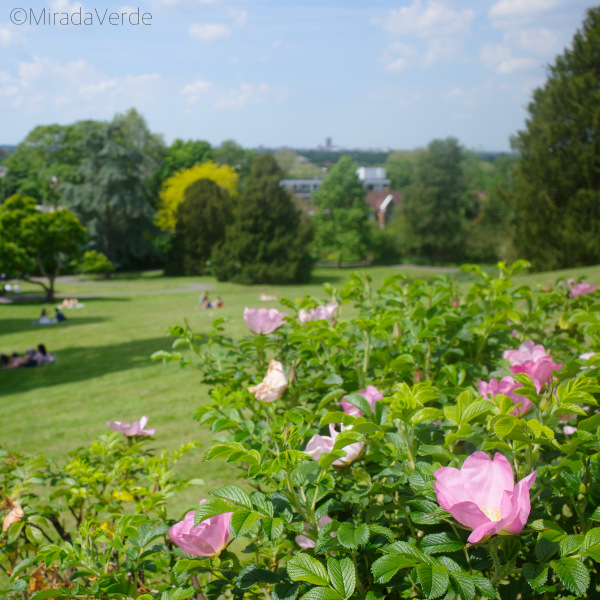 Richmond. Terrace Gardens. Nature. Roses