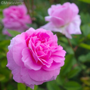 Duftrose Blüte rosa