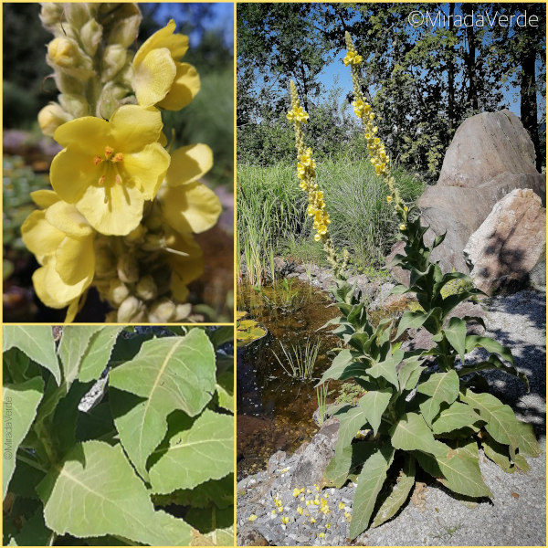 Königskerze. Blüte, Blatt, Habitus