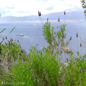 Lavendel Meer Gibraltar