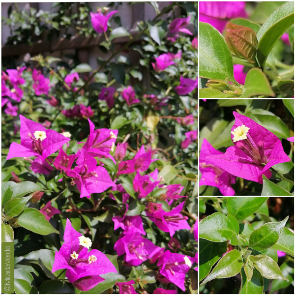 Bougainvillea Blüte Blatt Knospe