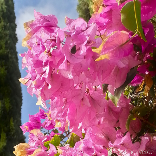 Bougainvillea rosa