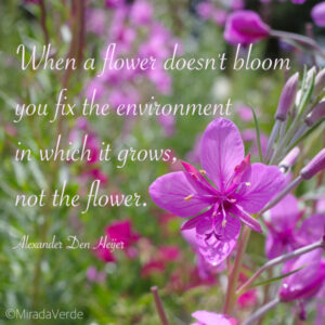 Fix environment, bloom, rosa, zit